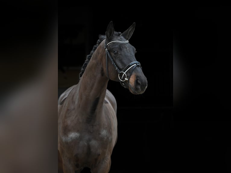 Niemiecki koń sportowy Wałach 4 lat 168 cm Ciemnogniada in Tauberrettersheim
