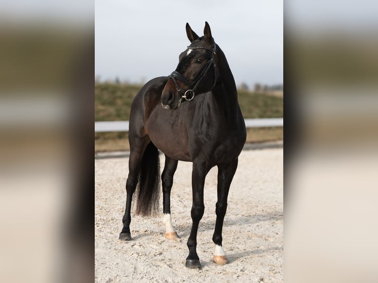 Niemiecki koń sportowy Wałach 4 lat 168 cm Ciemnogniada in Hawangen