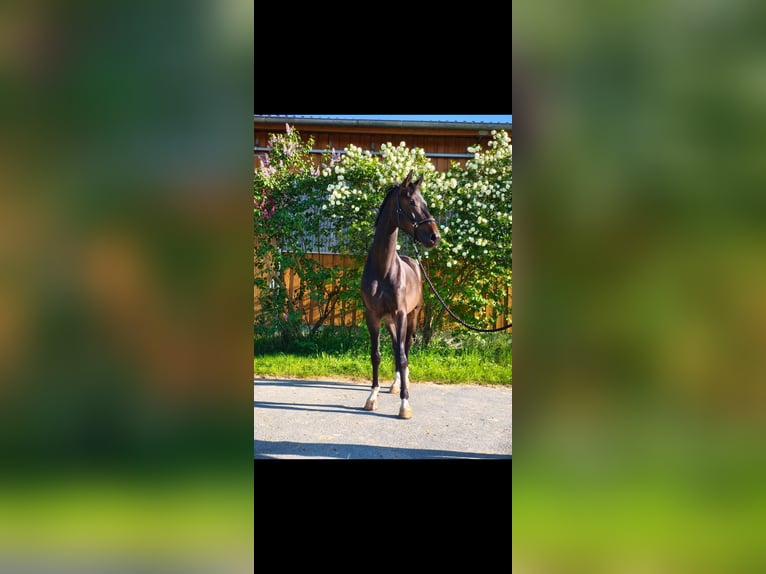 Niemiecki koń sportowy Wałach 4 lat 168 cm Gniada in Wilhermsdorf Niemiecki koń sportowy Wałach 4 lat 168 cm Gniada in Wilhermsdorf