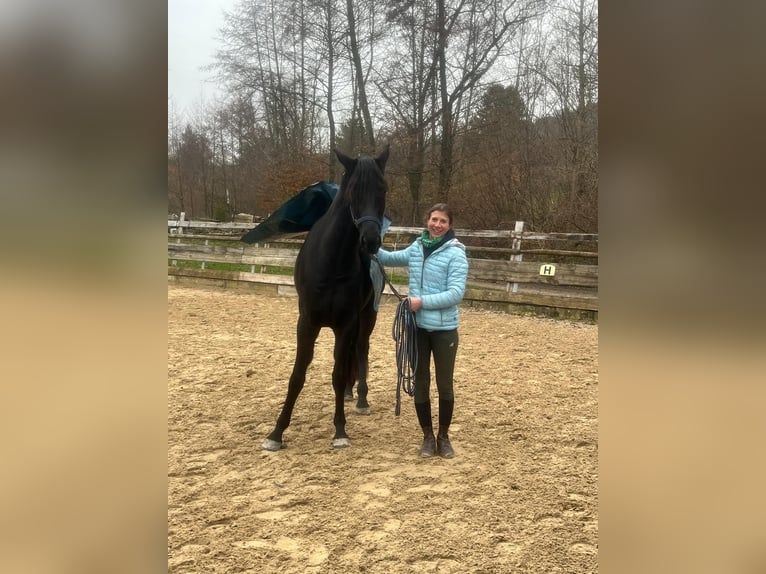 Niemiecki koń sportowy Wałach 4 lat 168 cm Kara in Weilheim an der Teck