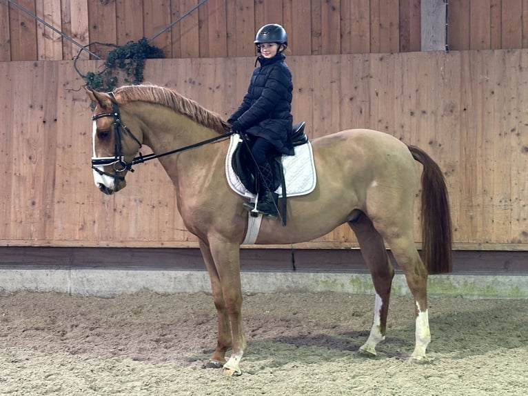 Niemiecki koń sportowy Wałach 4 lat 168 cm Kasztanowata in Riedlingen