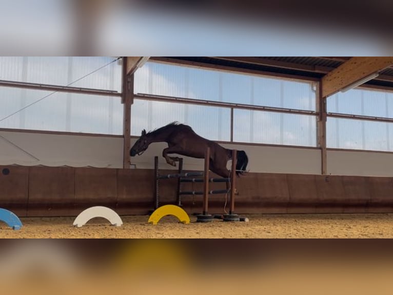 Niemiecki koń sportowy Wałach 4 lat 168 cm Kasztanowata in R&#xF6;tha