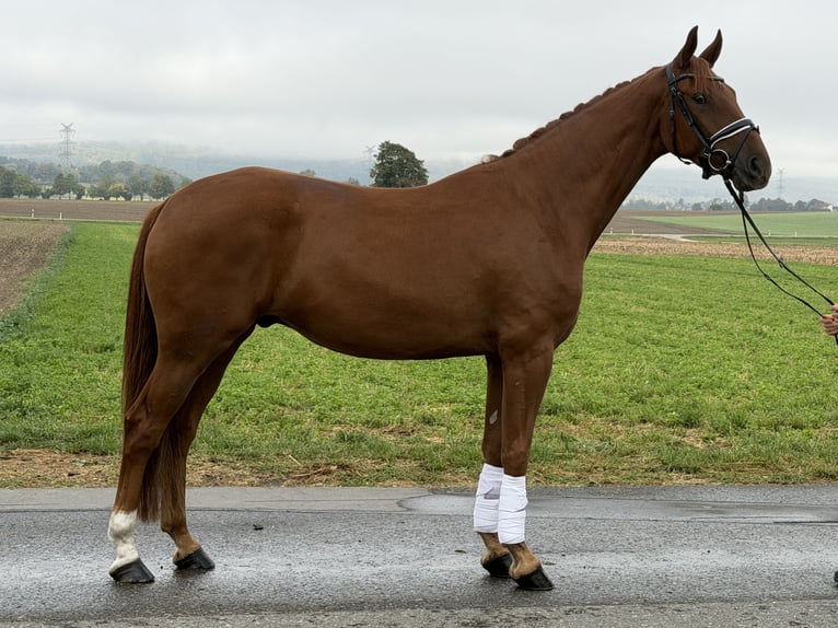 Niemiecki koń sportowy Wałach 4 lat 168 cm Kasztanowata in Riedlingen