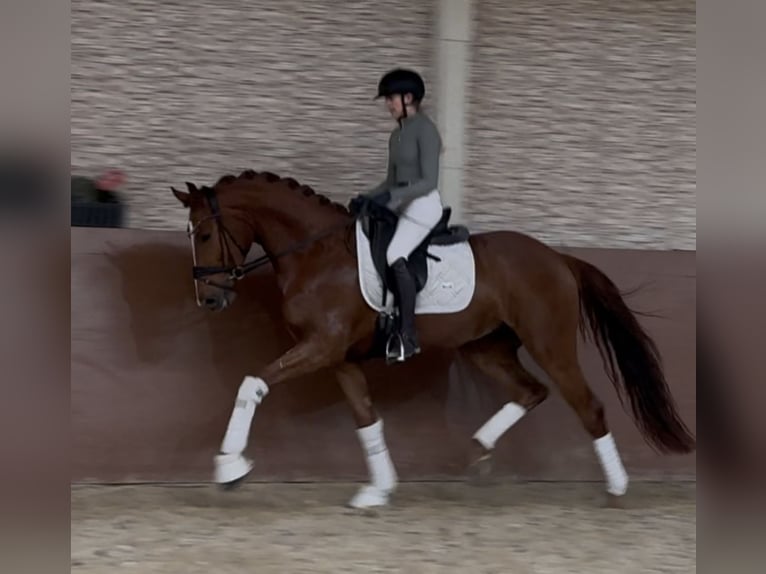 Niemiecki koń sportowy Wałach 4 lat 168 cm Kasztanowata in Wehringen
