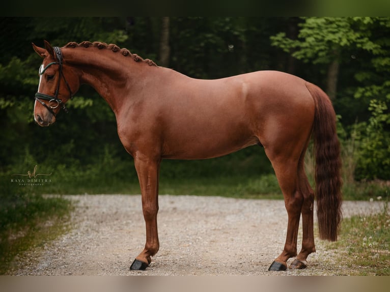 Niemiecki koń sportowy Wałach 4 lat 168 cm Kasztanowata in Wehringen