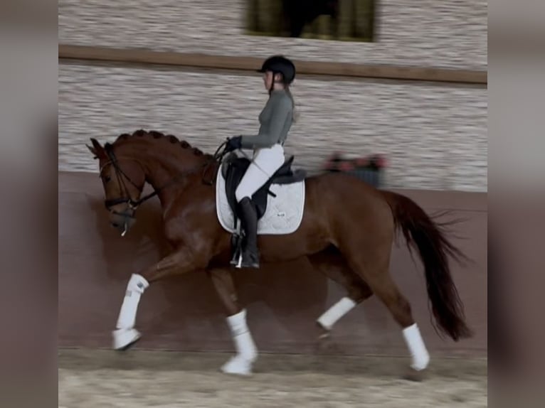 Niemiecki koń sportowy Wałach 4 lat 168 cm Kasztanowata in Wehringen