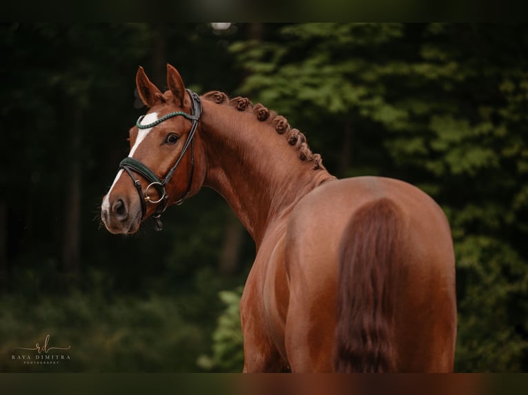 Niemiecki koń sportowy Wałach 4 lat 168 cm Kasztanowata in Wehringen