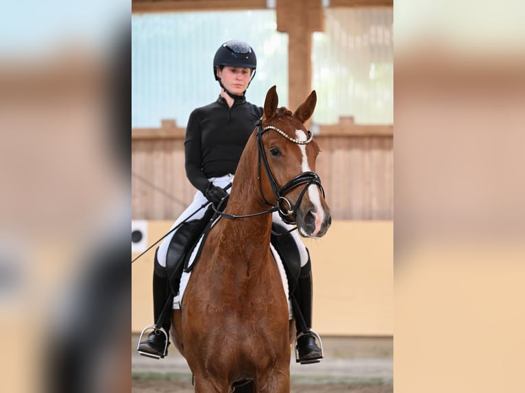 Niemiecki koń sportowy Wałach 4 lat 168 cm Kasztanowata in Ostrach