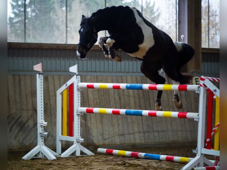 Niemiecki koń sportowy Wałach 4 lat 168 cm Srokata in Nettersheim
