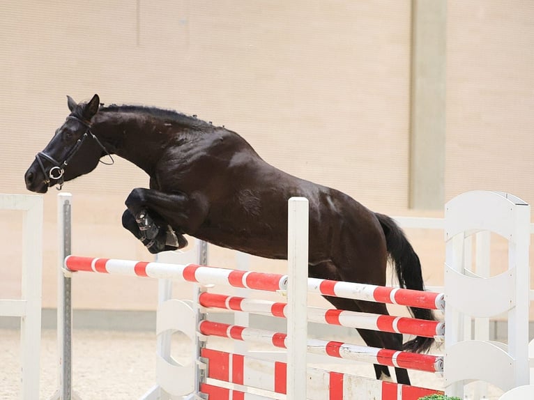 Niemiecki koń sportowy Wałach 4 lat 169 cm Ciemnogniada in Jößnitz
