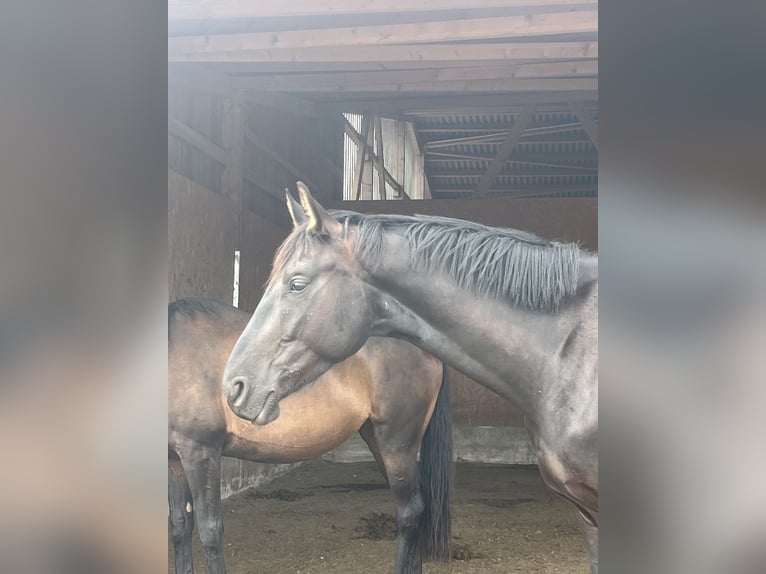Niemiecki koń sportowy Wałach 4 lat 169 cm Kara in Altlandsberg