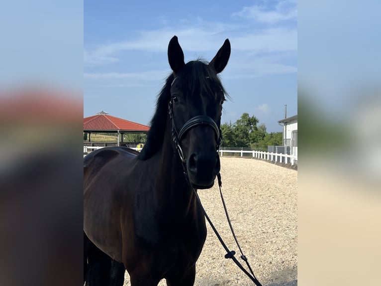 Niemiecki koń sportowy Wałach 4 lat 169 cm Skarogniada in Metzingen