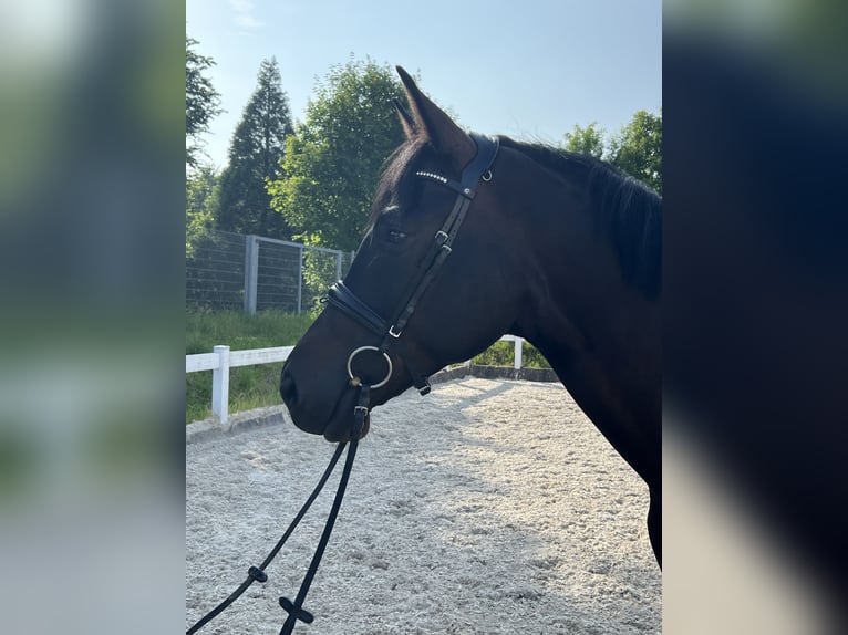 Niemiecki koń sportowy Wałach 4 lat 169 cm Skarogniada in Metzingen