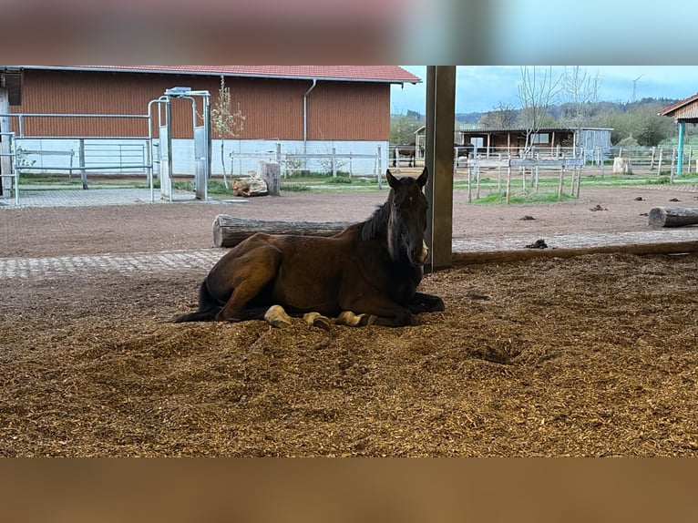 Niemiecki koń sportowy Wałach 4 lat 170 cm Ciemnokasztanowata in Altusried