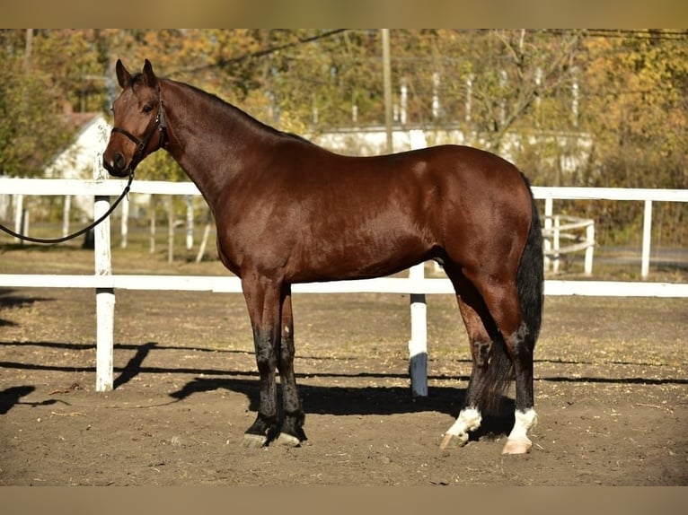 Niemiecki koń sportowy Wałach 4 lat 170 cm Gniada in Békéscsaba