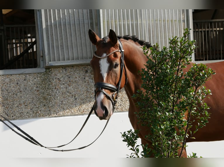 Niemiecki koń sportowy Wałach 4 lat 170 cm Gniada in Niederkirchen