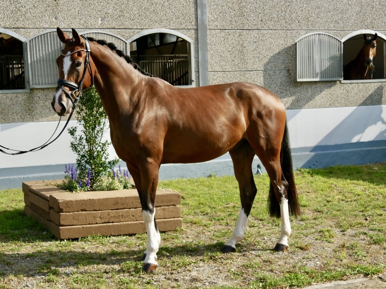 Niemiecki koń sportowy Wałach 4 lat 170 cm Gniada in Niederkirchen