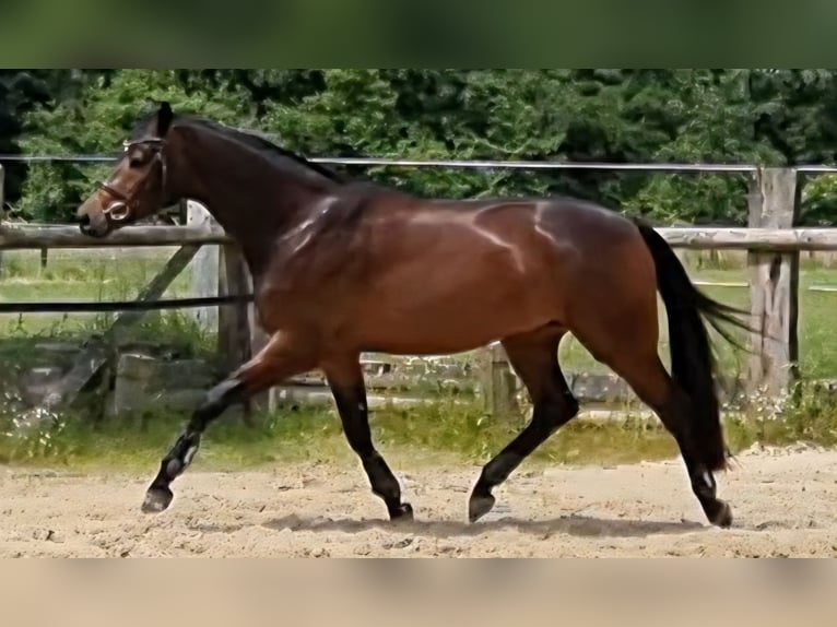 Niemiecki koń sportowy Wałach 4 lat 170 cm Gniada in Nottuln