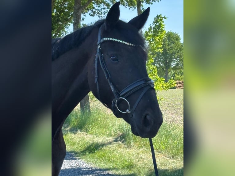 Niemiecki koń sportowy Wałach 4 lat 170 cm Kara in Lüdinghausen