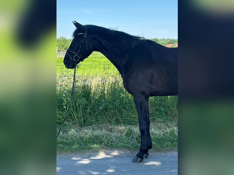 Niemiecki koń sportowy Wałach 4 lat 170 cm Kara in Lüdinghausen