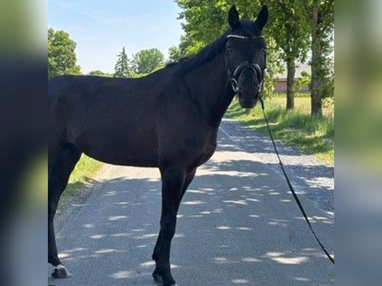 Niemiecki koń sportowy Wałach 4 lat 170 cm Kara in Lüdinghausen