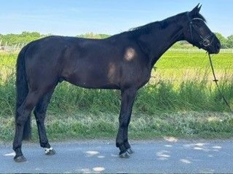 Niemiecki koń sportowy Wałach 4 lat 170 cm Kara in Lüdinghausen