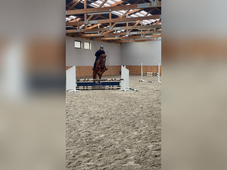 Niemiecki koń sportowy Wałach 4 lat 170 cm Kasztanowata in &#x17B;arow