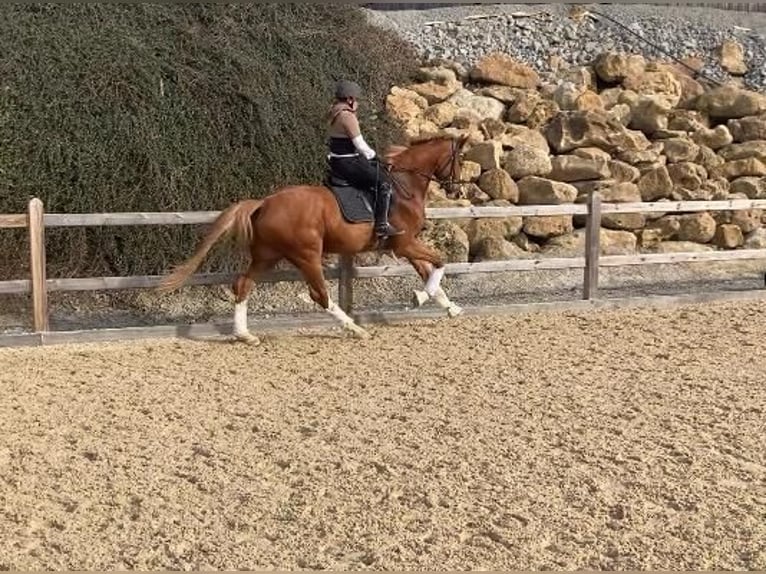 Niemiecki koń sportowy Wałach 4 lat 170 cm Kasztanowata in Bad Griesbach im Rottal
