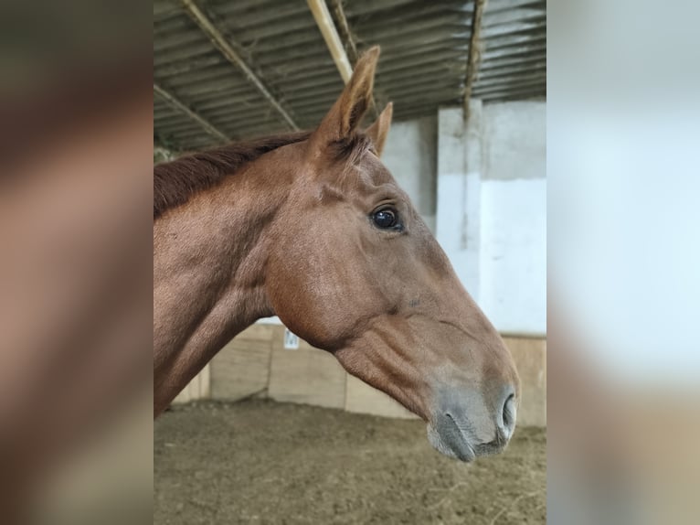 Niemiecki koń sportowy Wałach 4 lat 170 cm Kasztanowata in Pu