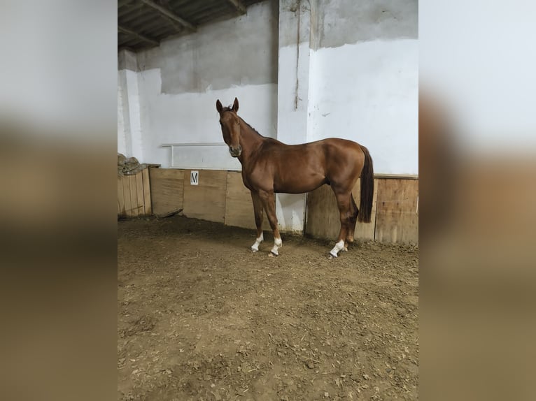Niemiecki koń sportowy Wałach 4 lat 170 cm Kasztanowata in Pu