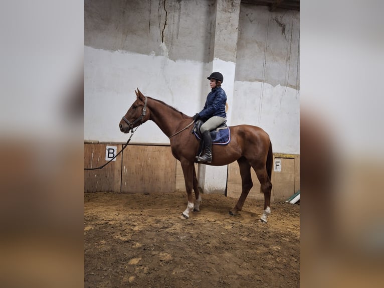 Niemiecki koń sportowy Wałach 4 lat 170 cm Kasztanowata in Pu