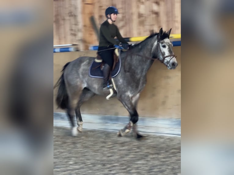Niemiecki koń sportowy Wałach 4 lat 170 cm Siwa in Buchholz (Westerwald)