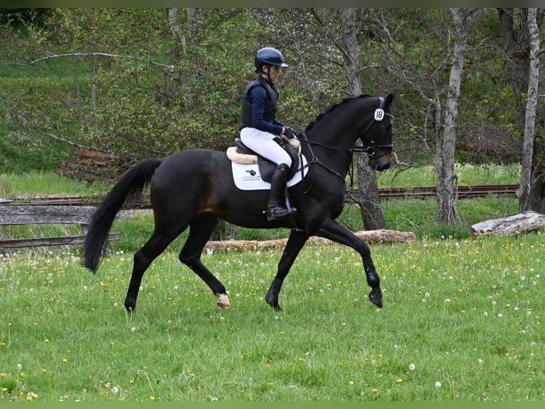 Niemiecki koń sportowy Wałach 4 lat 170 cm Skarogniada in Gomadingen