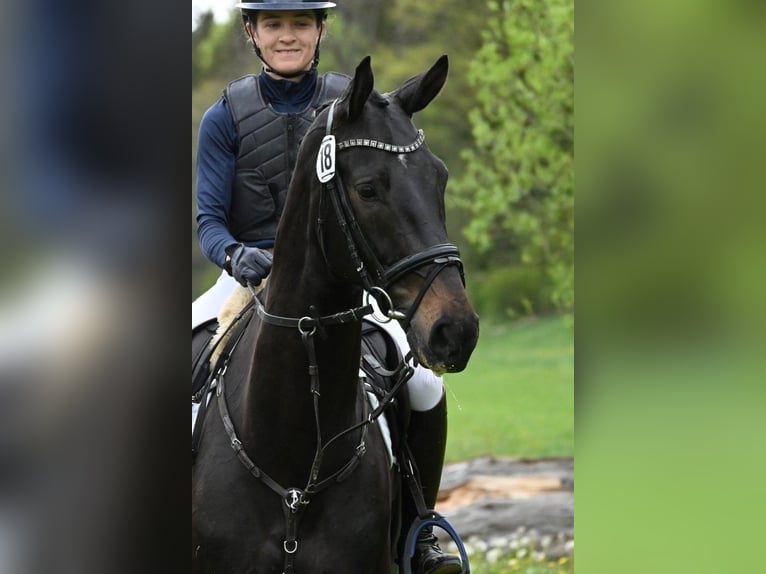 Niemiecki koń sportowy Wałach 4 lat 170 cm Skarogniada in Gomadingen