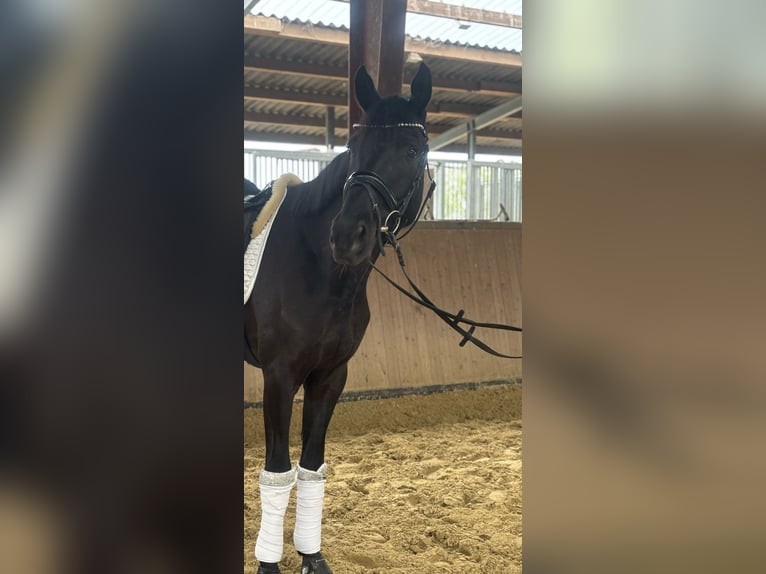 Niemiecki koń sportowy Wałach 4 lat 171 cm Kara in Lüdinghausen
