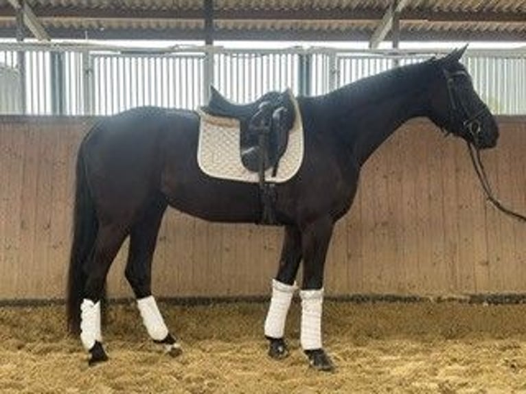 Niemiecki koń sportowy Wałach 4 lat 171 cm Kara in Lüdinghausen