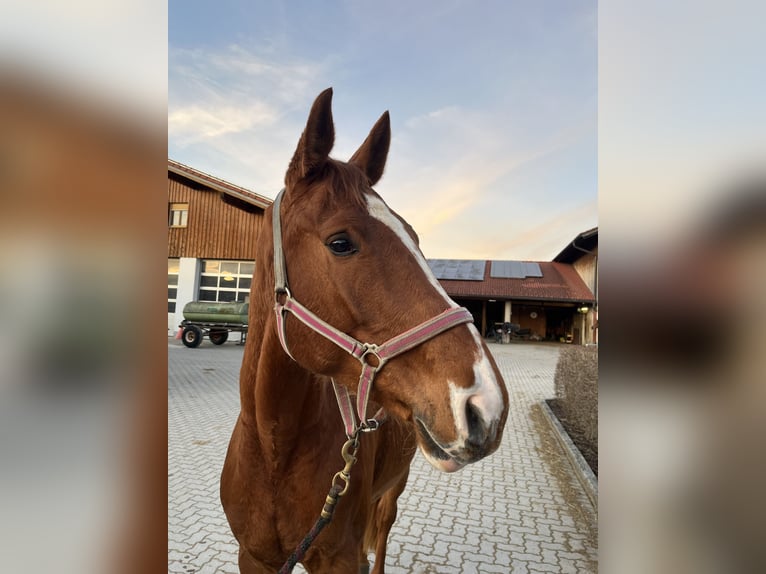 Niemiecki koń sportowy Wałach 4 lat 171 cm Kasztanowata in Ohlstadt