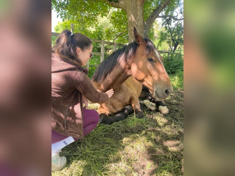 Niemiecki koń sportowy Wałach 4 lat 172 cm Gniada in Aschersleben Giersleben