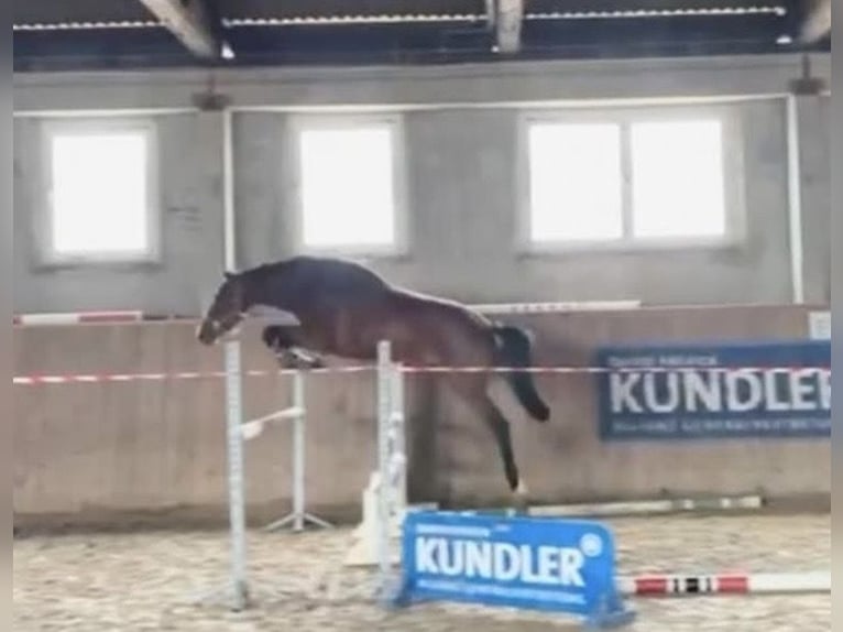 Niemiecki koń sportowy Wałach 4 lat 172 cm Gniada in Seedorf