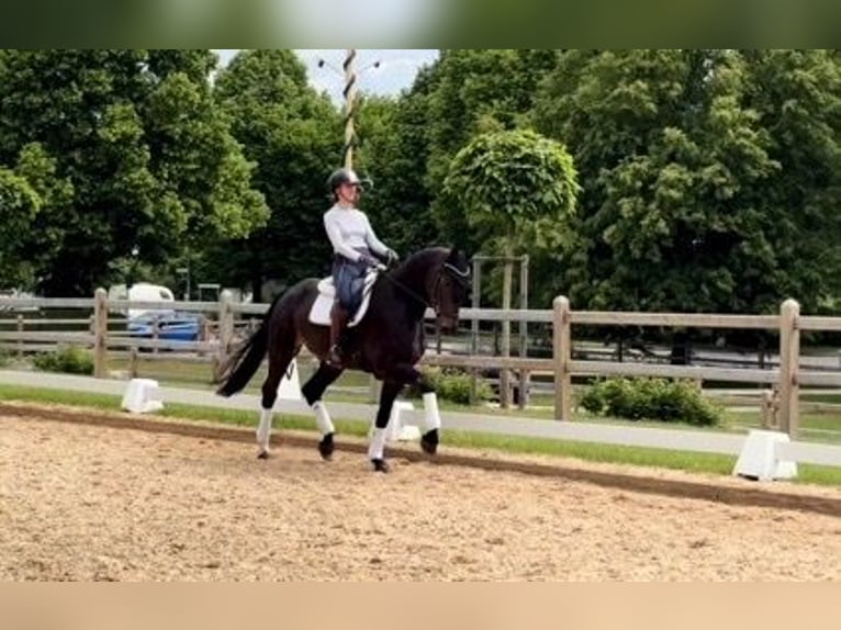 Niemiecki koń sportowy Wałach 4 lat 172 cm Gniada in Rottenburg an der Laaber