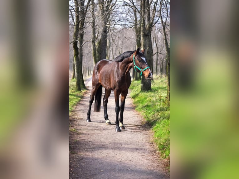 Niemiecki koń sportowy Wałach 4 lat 172 cm Gniada in Warendorf