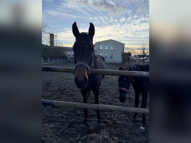 Niemiecki koń sportowy Wałach 4 lat 173 cm Ciemnogniada in Tangermünde