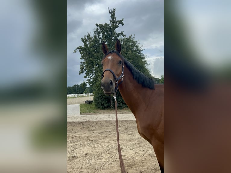 Niemiecki koń sportowy Wałach 4 lat 174 cm Gniada in Hohenfelde