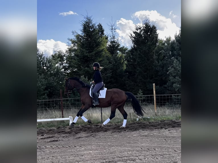 Niemiecki koń sportowy Wałach 4 lat 175 cm Gniada in Am Mellensee