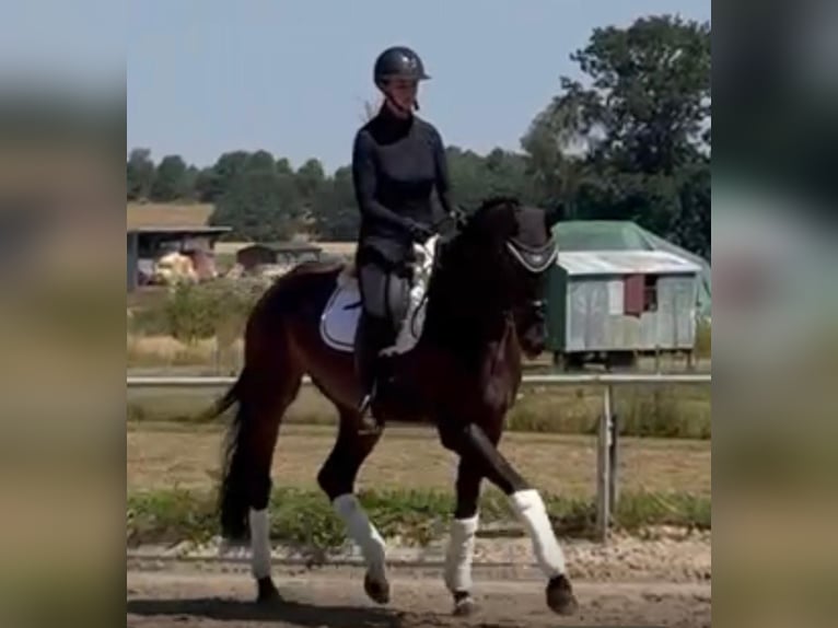 Niemiecki koń sportowy Wałach 4 lat 178 cm Skarogniada in Groitzsch
