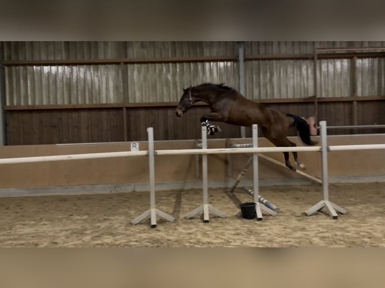 Niemiecki koń sportowy Wałach 4 lat 180 cm Gniada in Grimma
