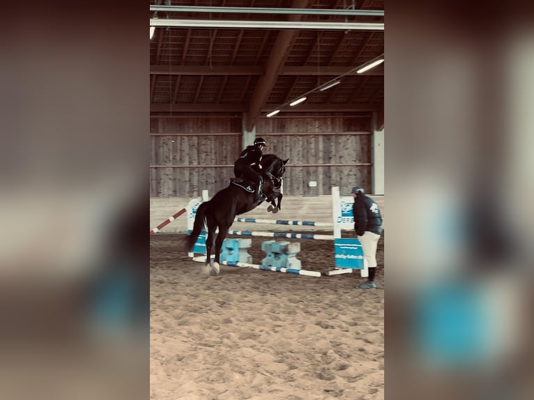 Niemiecki koń sportowy Wałach 4 lat 180 cm Kara in M&#xFC;nchen