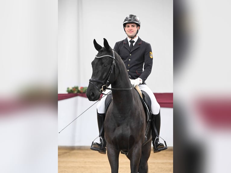 Niemiecki koń sportowy Wałach 4 lat Skarogniada in Gomadingen