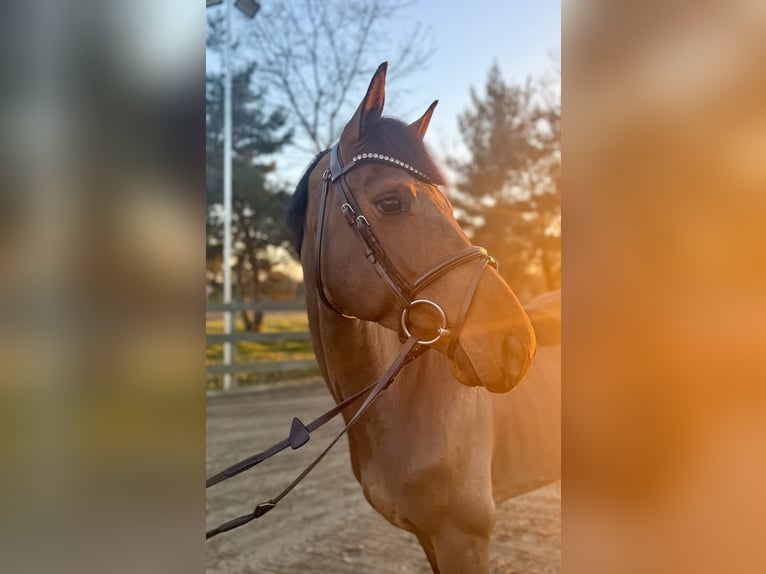 Niemiecki koń sportowy Wałach 5 lat 158 cm Gniada in Luckau