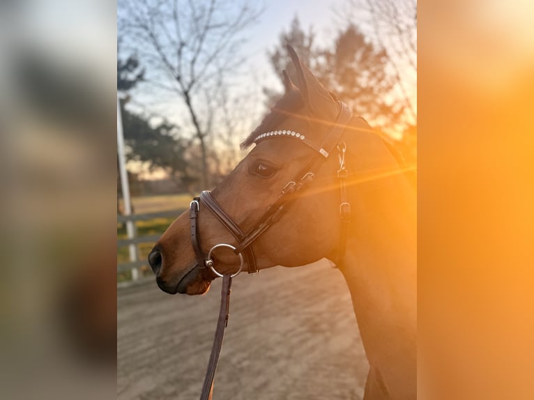 Niemiecki koń sportowy Wałach 5 lat 158 cm Gniada in Luckau